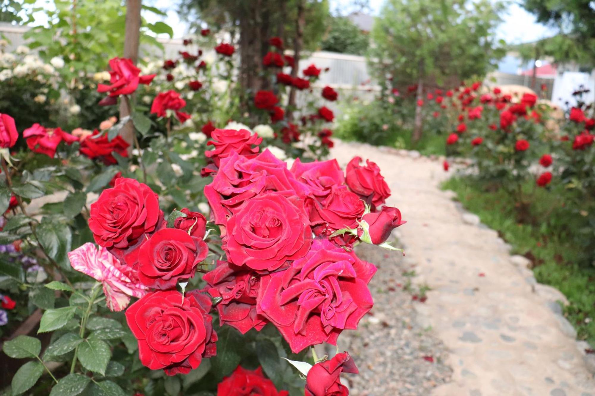 Happy Nomads Yurts & Hostel Каракол Екстериор снимка